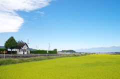 夏
