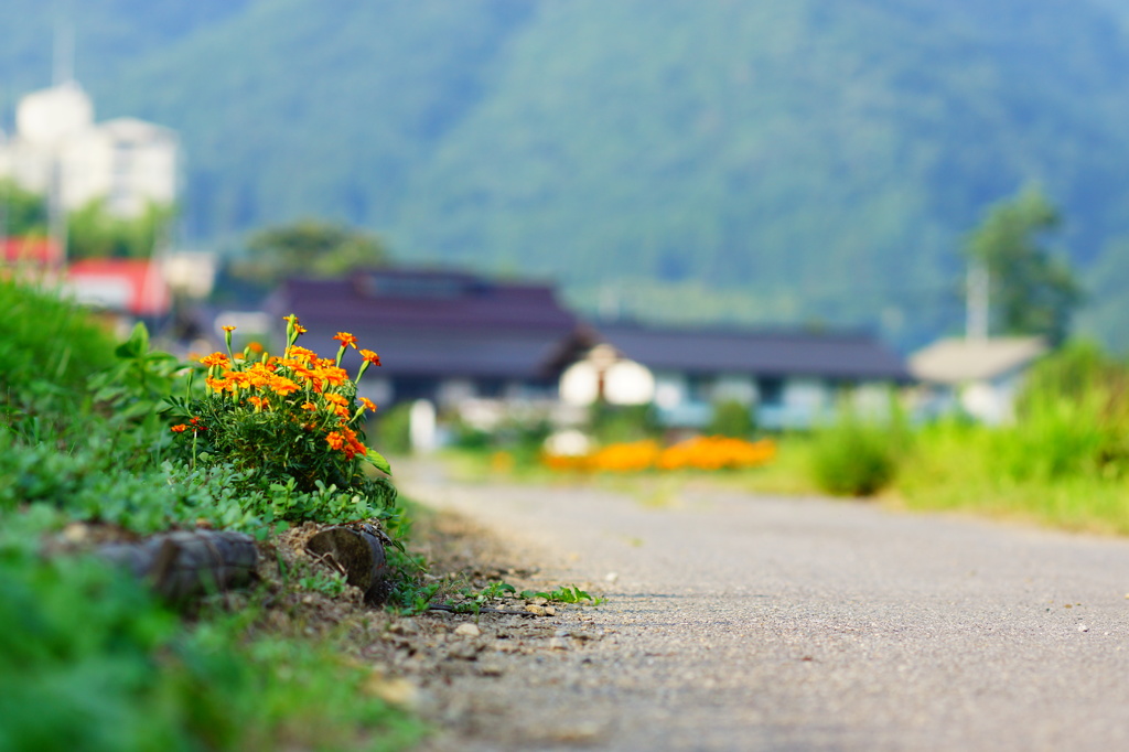 畦道の花。