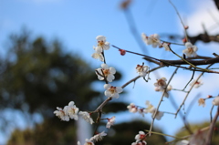 げんきの森