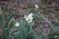 げんきの森