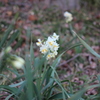 げんきの森