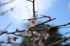 げんきの森