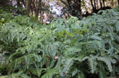 げんきの森