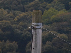 電柱