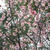 春の知らせ