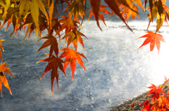 秋の宇治川