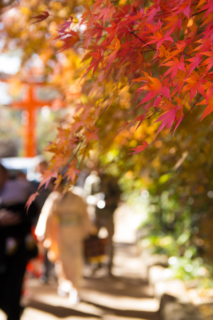 宇治神社の紅葉