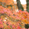 宇治神社の紅葉