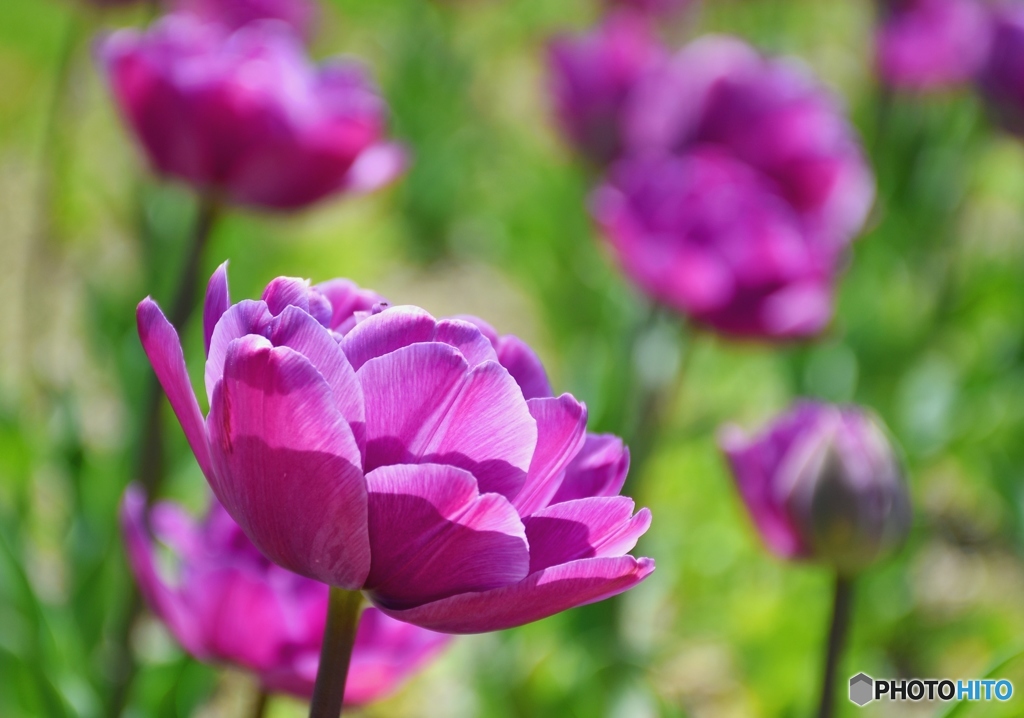 チューリップ　２