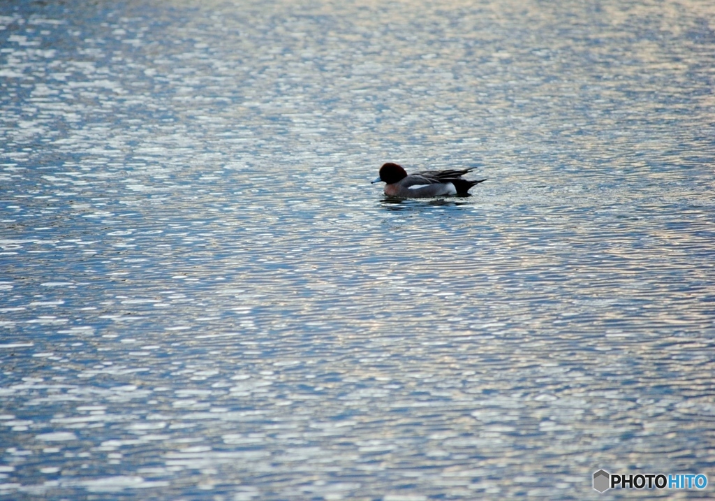 ヒドリガモ　４