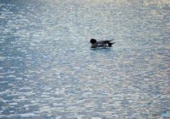 ヒドリガモ　４