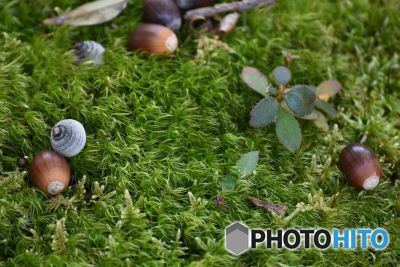 どんぐりころころ