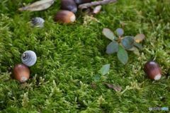 どんぐりころころ