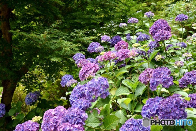 三景園の紫陽花　８
