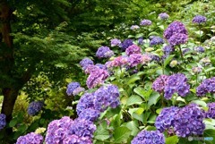 三景園の紫陽花　８