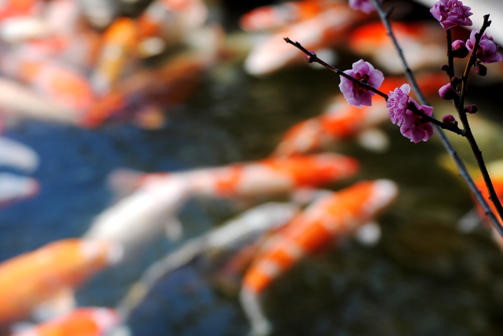 三景園の梅　２