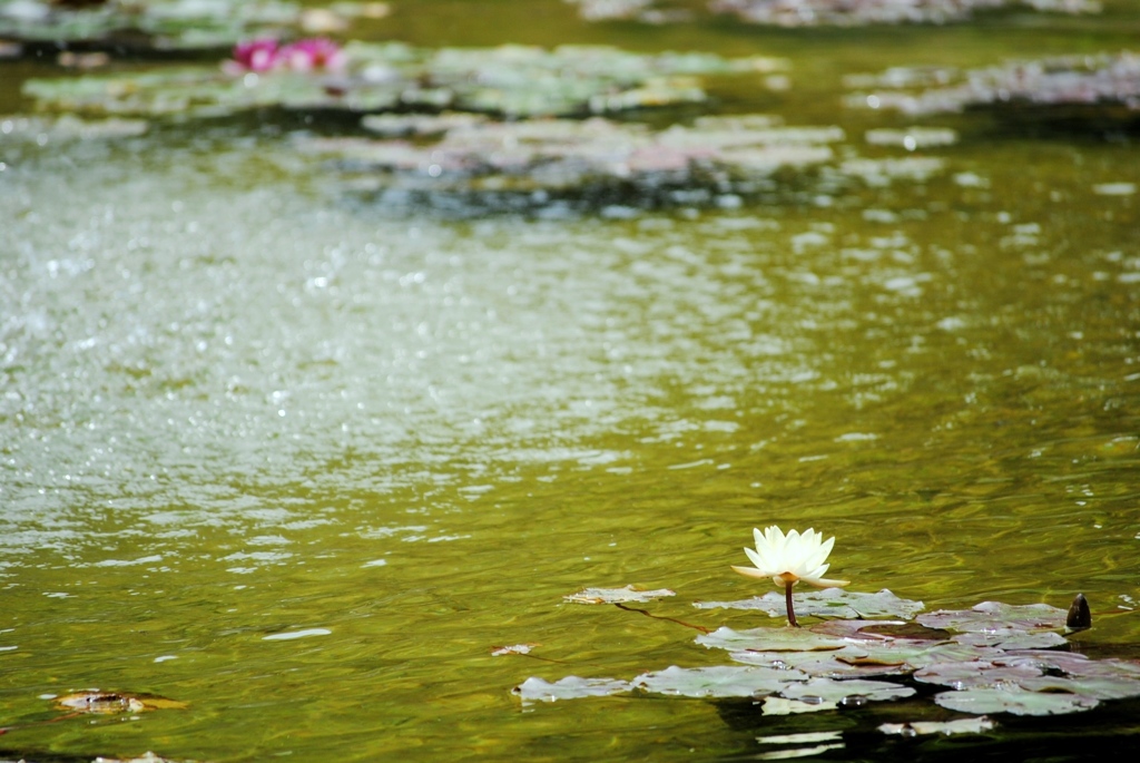 モネ邸の睡蓮　