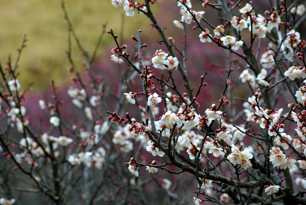 三景園の梅　４