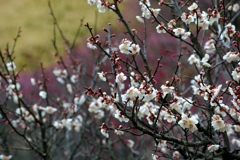 三景園の梅　４