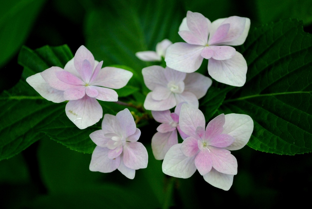 紫陽花　１４