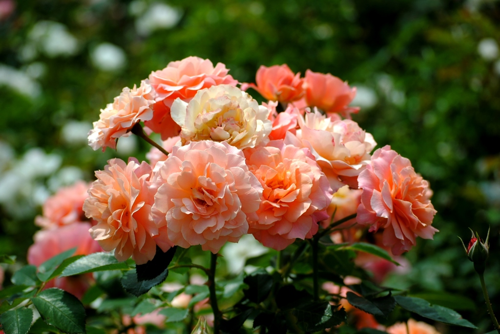 ボルデュール　アブリコ