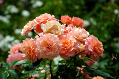 ボルデュール　アブリコ