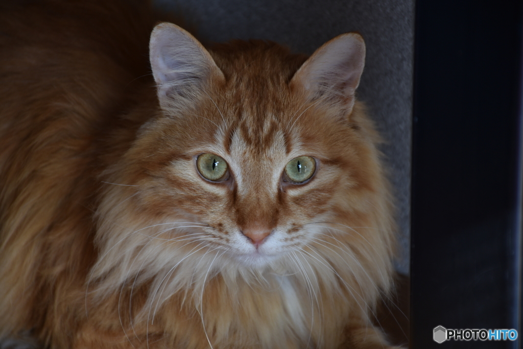 三原のふうちゃん　２