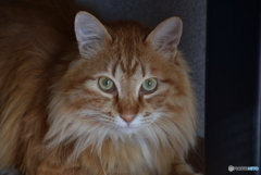 三原のふうちゃん　２