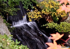 三景園の紅葉　１０