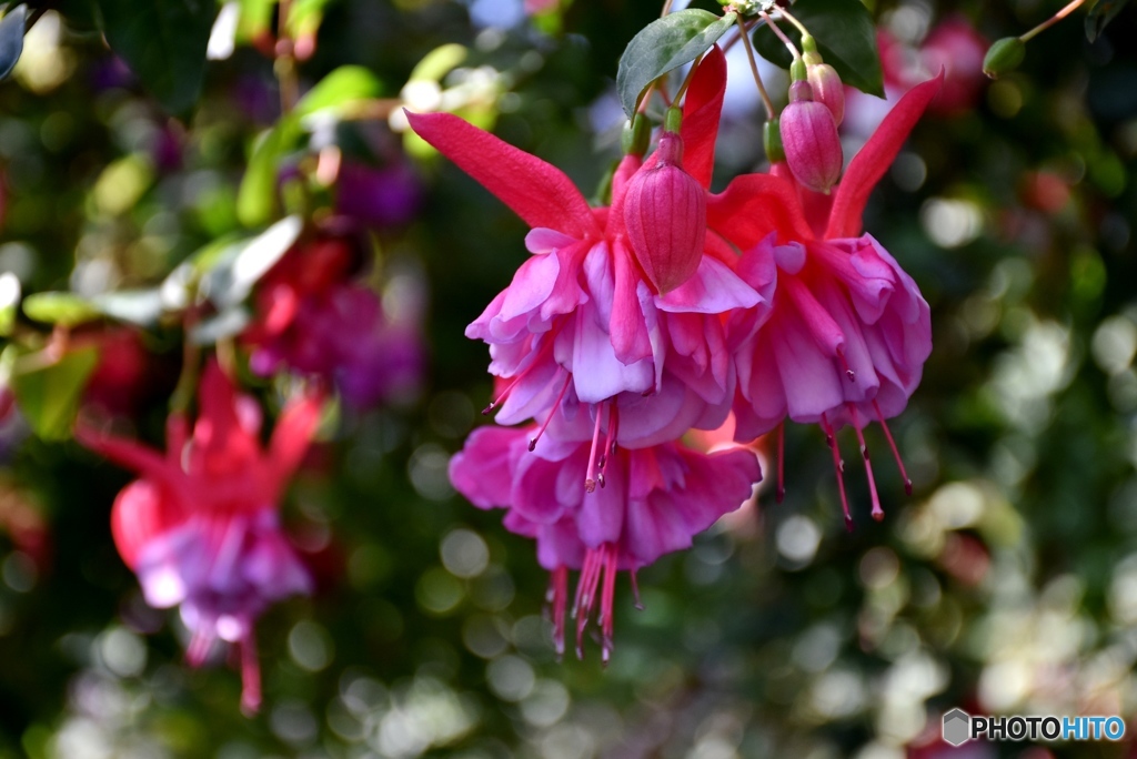フクシア３