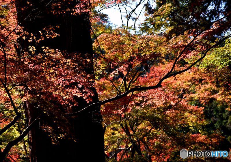 佛通寺の紅葉　８