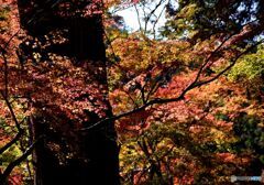 佛通寺の紅葉　８