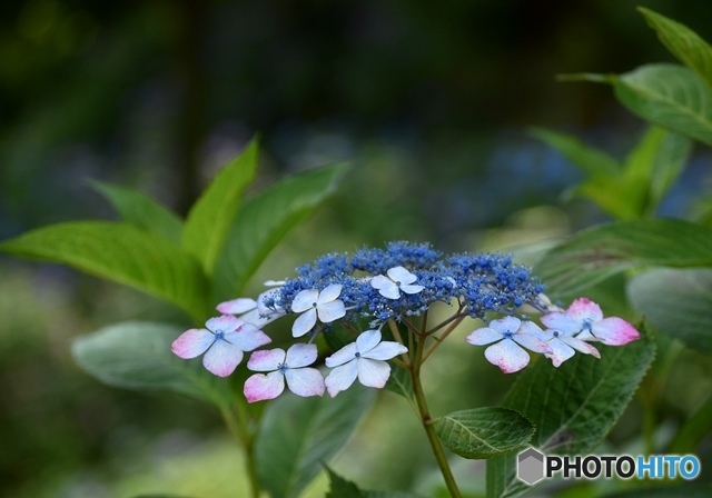 三景園の紫陽花　１２