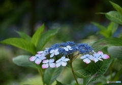 三景園の紫陽花　１２