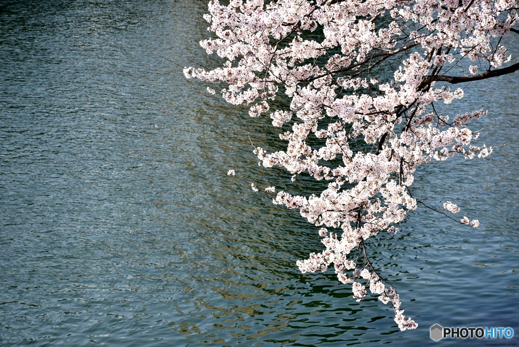 平和記念公園の桜　８