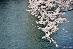 平和記念公園の桜　８