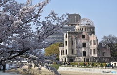 平和記念公園の桜　３