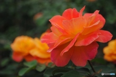 アンネフランク