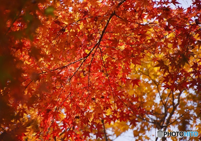 三景園の紅葉　１９