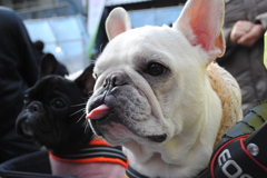 だるま市で出合ったワンちゃん