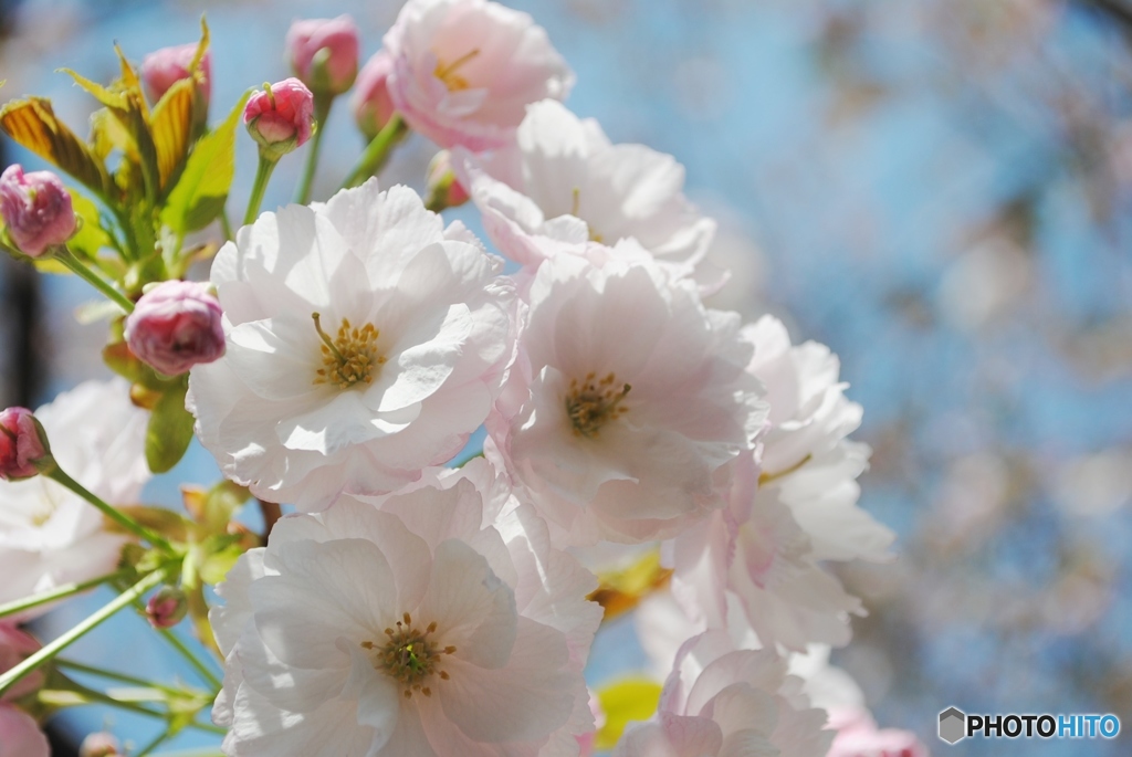 花のまわりみち