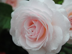 花ぼんぼり　３