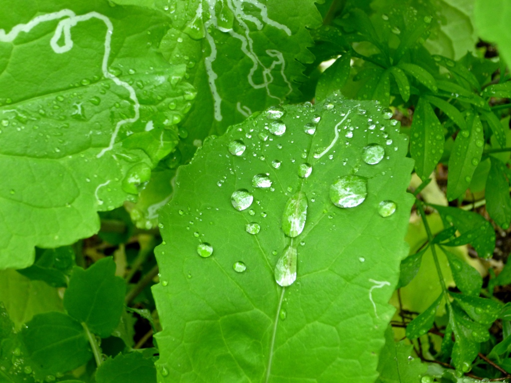 雨あがりに