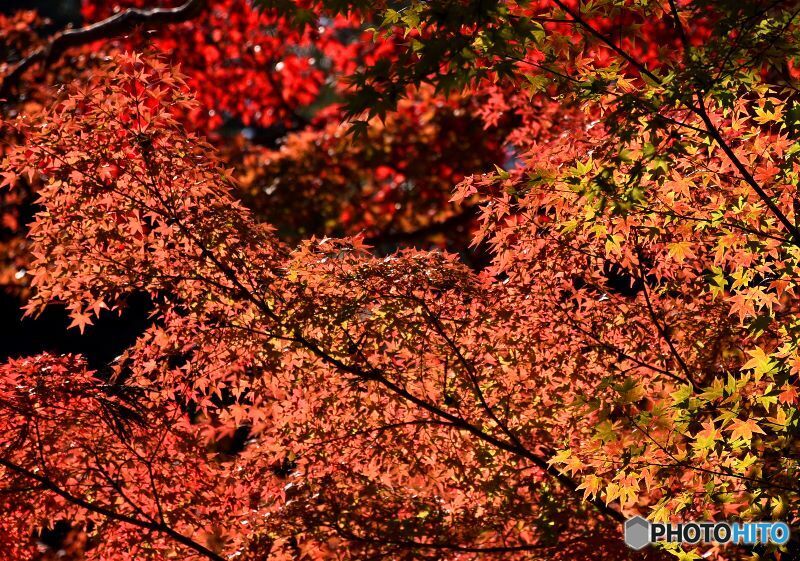 佛通寺の紅葉　９