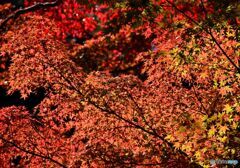 佛通寺の紅葉　９