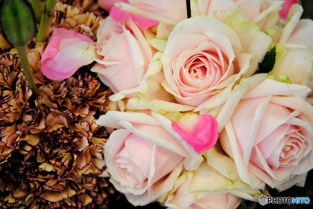 バラ・薔薇　１０