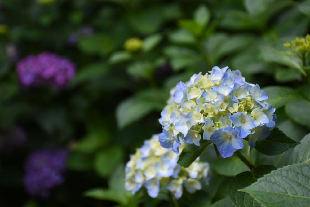 紫陽花　10