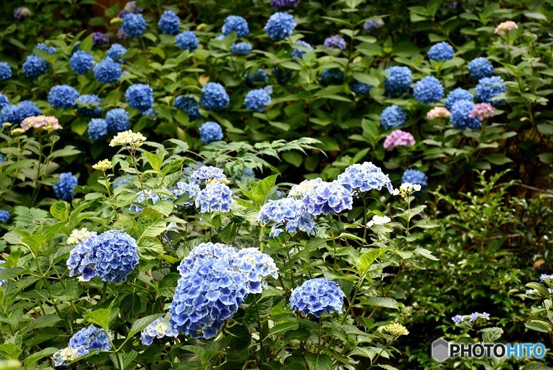 三景園の紫陽花　２４