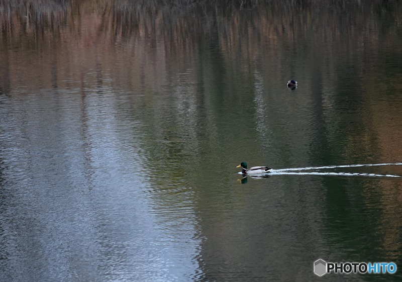 カモが泳ぐ池