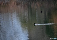 カモが泳ぐ池